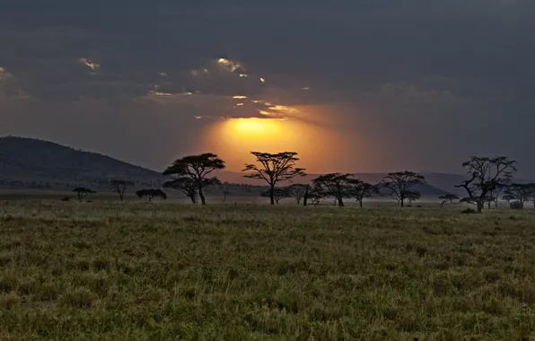Закат, саванна, Африка, Кения