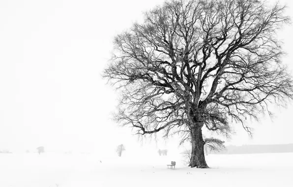 Зима, дерево, скамья