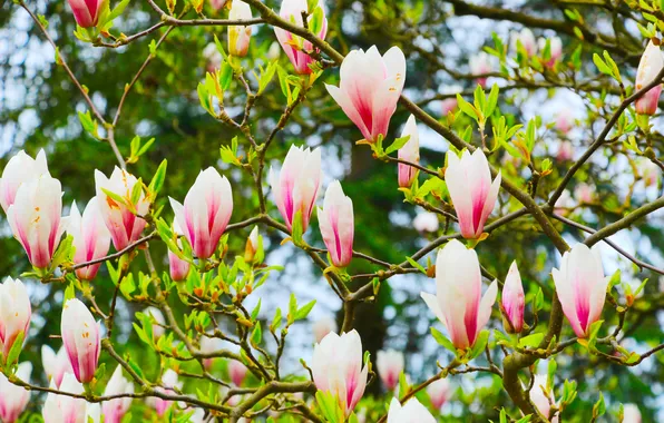 Flower, spring, magnolia, twigs