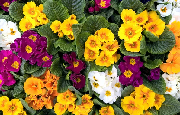 Green, colorful, white, yellow, flowers, garden, spring, violet