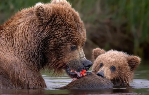 Вода, река, медведи, медвежонок, гризли, обед, медведица