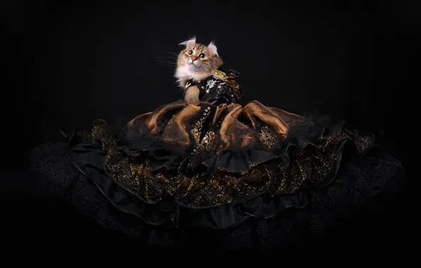 Кошка, взгляд, темный фон, платье, принцесса, королева, подол, фотостудия