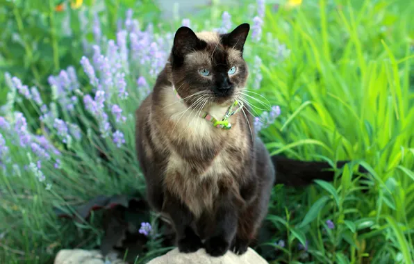 Кошка, лето, трава, кот, взгляд, цветы, поза, камни
