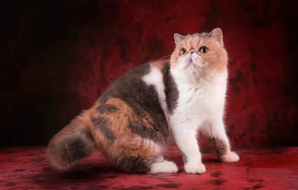 Кошка, взгляд, морда, поза, красный фон, желтые глаза, экстремал, пятнистая