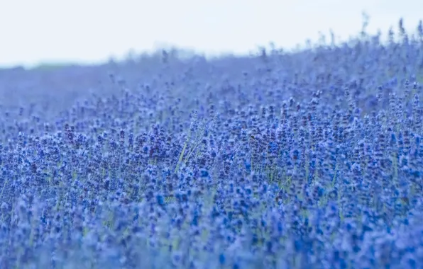 Flowers, lavender, lavender field