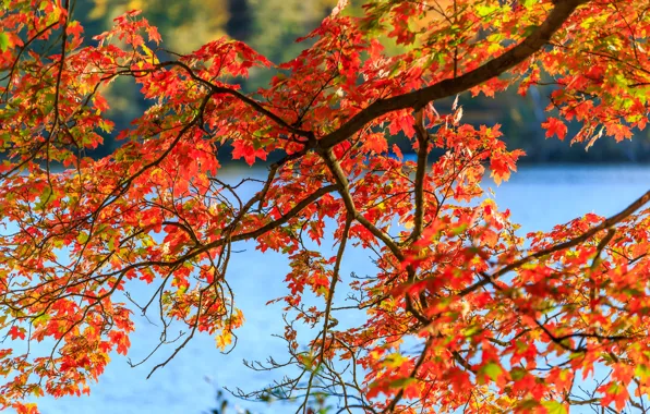 Картинка осень, лес, листья, вода, дерево