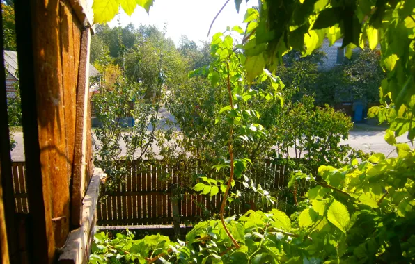 Дорога, листья, забор, вид, Окно