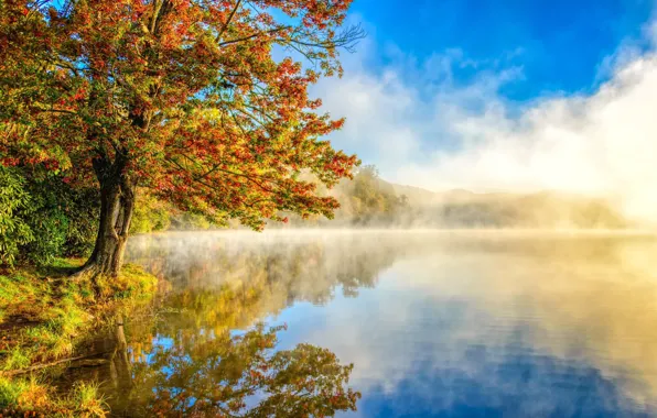Картинка осень, лес, пейзаж, природа, озеро, дымка