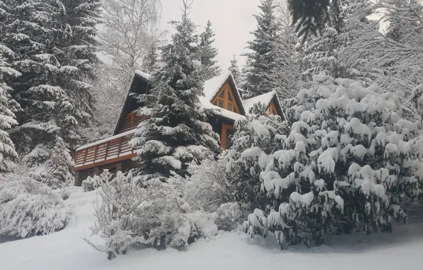 Картинка Природа, Зима, Снег, Nature, Winter, Snow, Snow trees, Снежные деревья