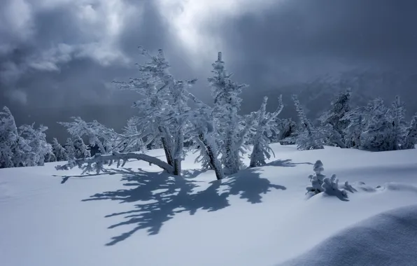 Зима, снег, деревья, тень, Орегон, сугробы, Oregon, Mount Bachelor