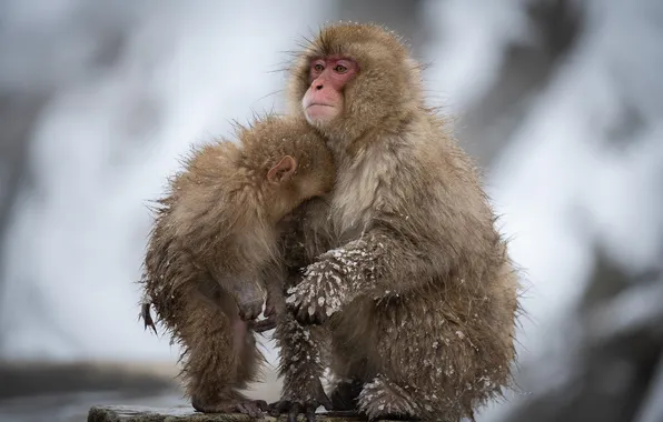Wet, animals, monkeys, furry