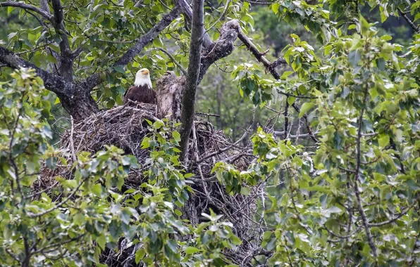 Картинка хищник, гнездо, на дереве, белоголовый орлан