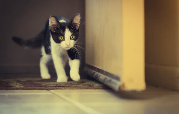 Кошка, глаза, eyes, cat, walking, ходьба