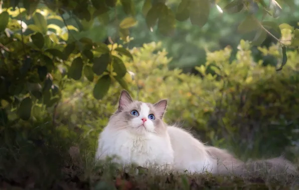 Кошка, трава, листья, ветки, природа, котенок, лежит, голубые глаза