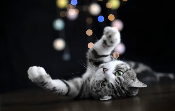 Кошка, кот, поза, лапы, пол, лежит, мордашка, кружочки