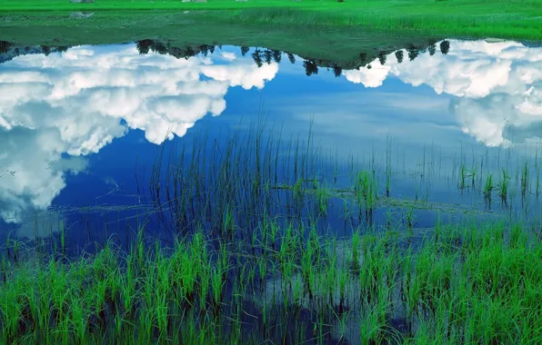 Картинка трава, озеро, отражение, Облака