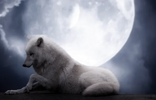 Картинка белый, ночь, фон, фантастика, луна, волк, красота, волчица