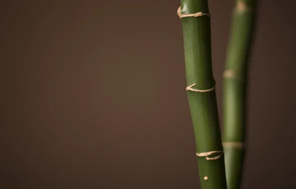 Макро, бамбук