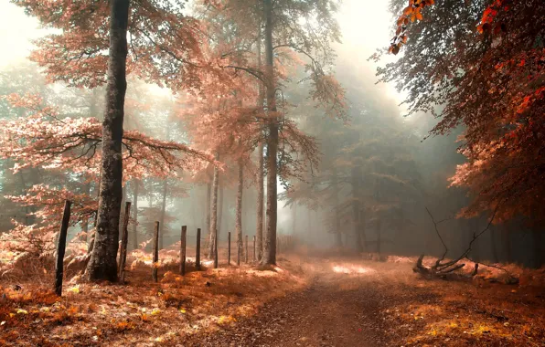 Картинка дорога, осень, лес, туман, ограда