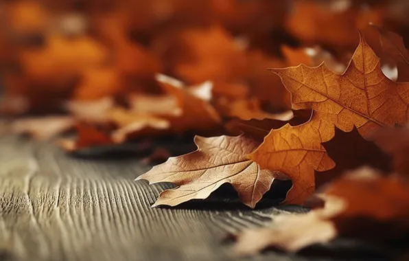 Картинка осень, листья, деревья, фон, colorful, wood, autumn, leaves