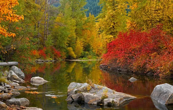 Картинка осень, лес, деревья, река, камни
