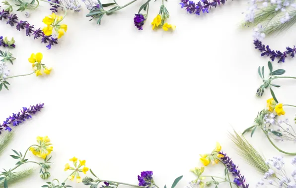 Цветы, полевые, yellow, flowers, purple, frame