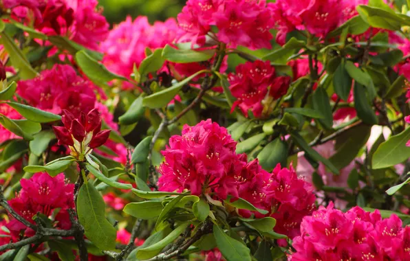 Flowering, shrub, rhododendron