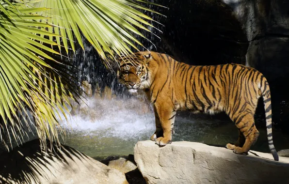 Картинка тигр, пальма, камни, водопад, хищник