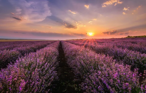 Цветы, лаванда, плантация, лавандовое поле