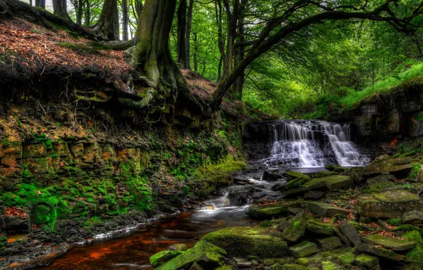 Зелень, лес, деревья, ручей, камни, Англия, водопад, мох