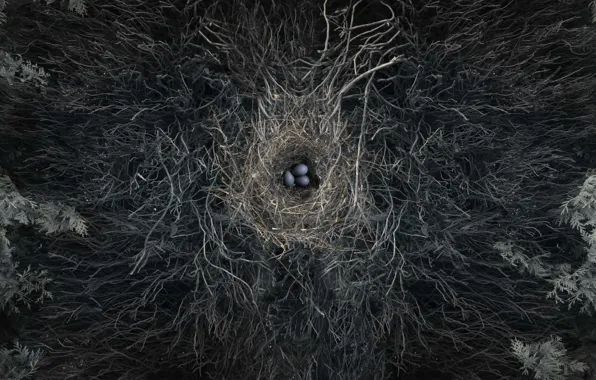 Природа, гнездо, яица