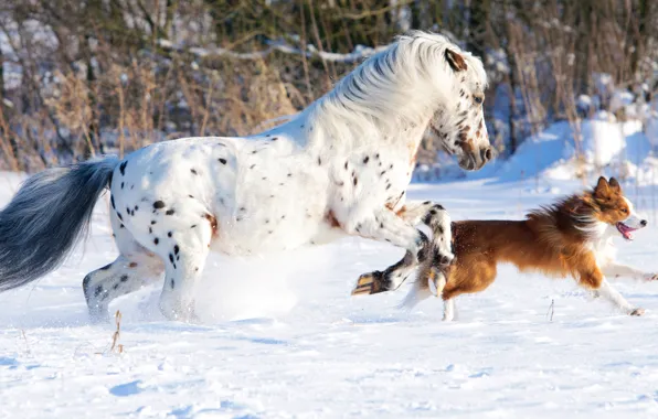 Картинка white, dog, snow, horse, cold, running
