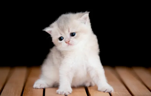 Кошка, взгляд, скамейка, поза, котенок, доски, лапки, малыш