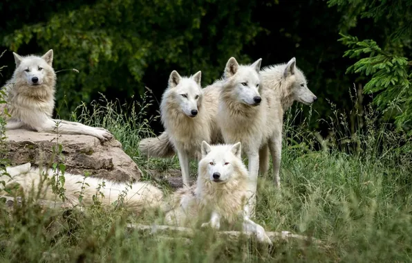 Картинка nature, predator, face, animal, wolf, wildlife, portrait, Canis lupus