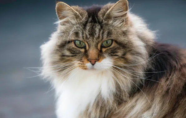 Кошка, кот, взгляд, портрет, мордочка, пушистая, Норвежская лесная кошка