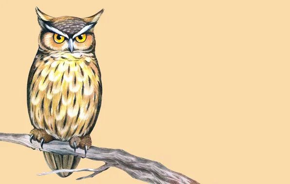 Сова, птица, ветка, живопись, светлый фон, owl, мудрая, крылатая