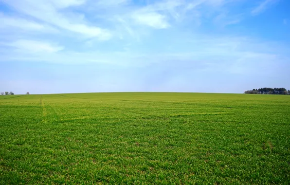 Зелень, поле, небо, трава, горизонт