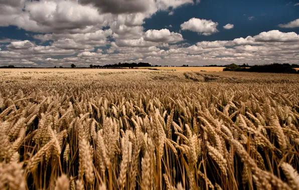 Картинка пшеница, поле, лето, небо, облака
