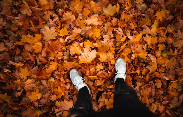 Autumn, leaves, sneakers