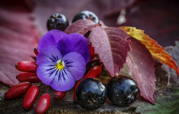 Картинка осень, макро, ягоды, виола, арония