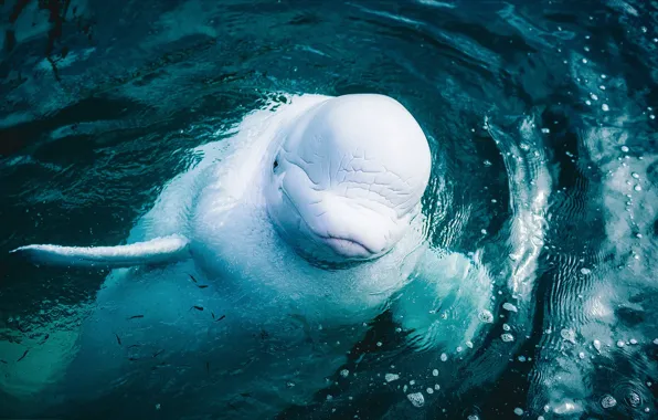 Вода, животное, рыбёшки, белуха