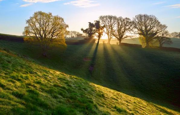 Картинка трава, лучи, свет, роса, Англия, весна, утро, Апрель