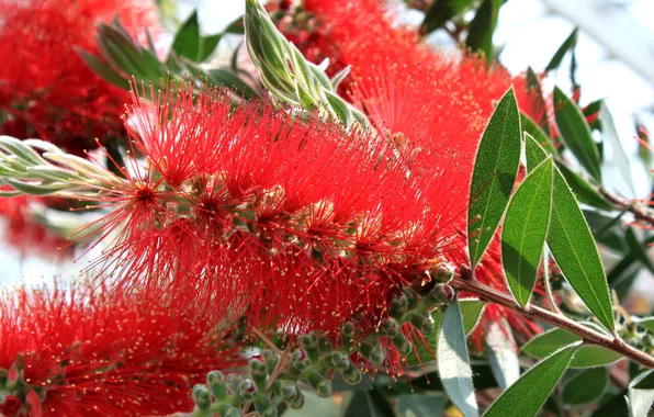 Листья, деревья, ветки, лепестки, экзотика