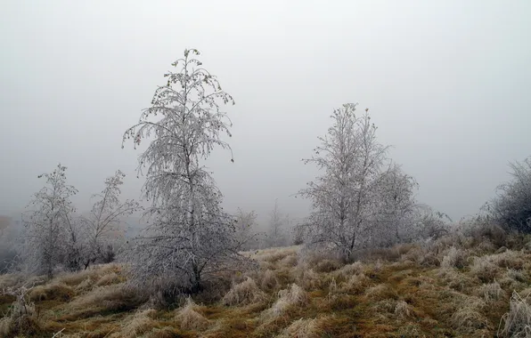 Картинка иней, деревья, природа, туман