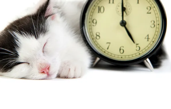 Картинка кошка, белый, кот, черный, будильник, спит, белый фон