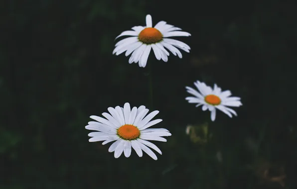 Цветы, Цветок, Растение, Растения, Flower, Flowers, Color, Flora
