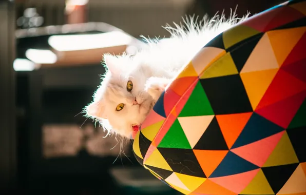Кошка, белый, кот, взгляд, морда, свет, фон, пушистый