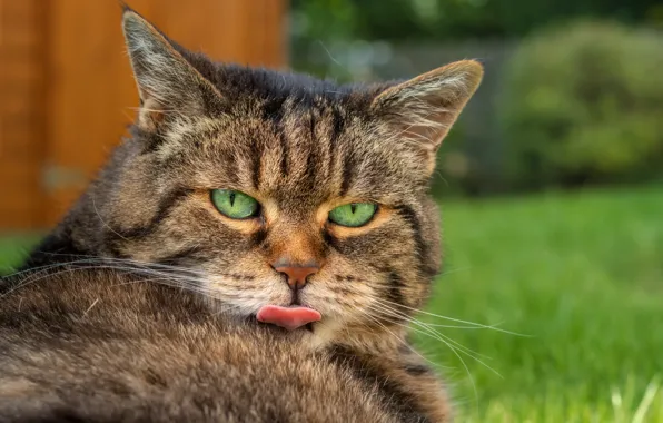 Язык, кошка, трава, кот, взгляд, морда, поза, серый