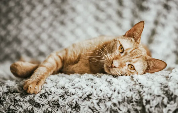Кошка, кот, взгляд, поза, отдых, покрывало, рыжий, постель