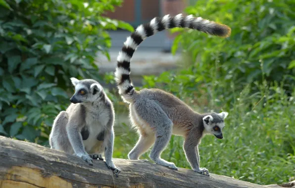 Животные, лемуры, lemur catta